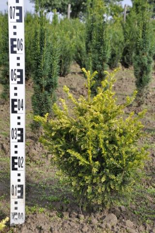 Taxus baccata 'Adpressa Aurea'